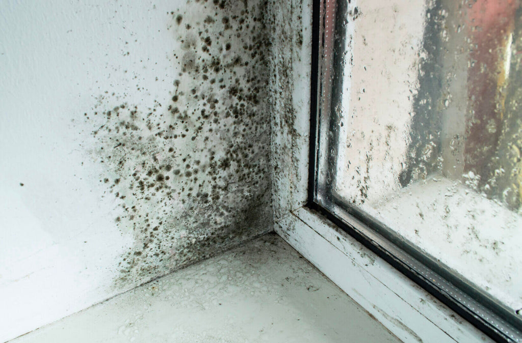HCL Mold Response image 3