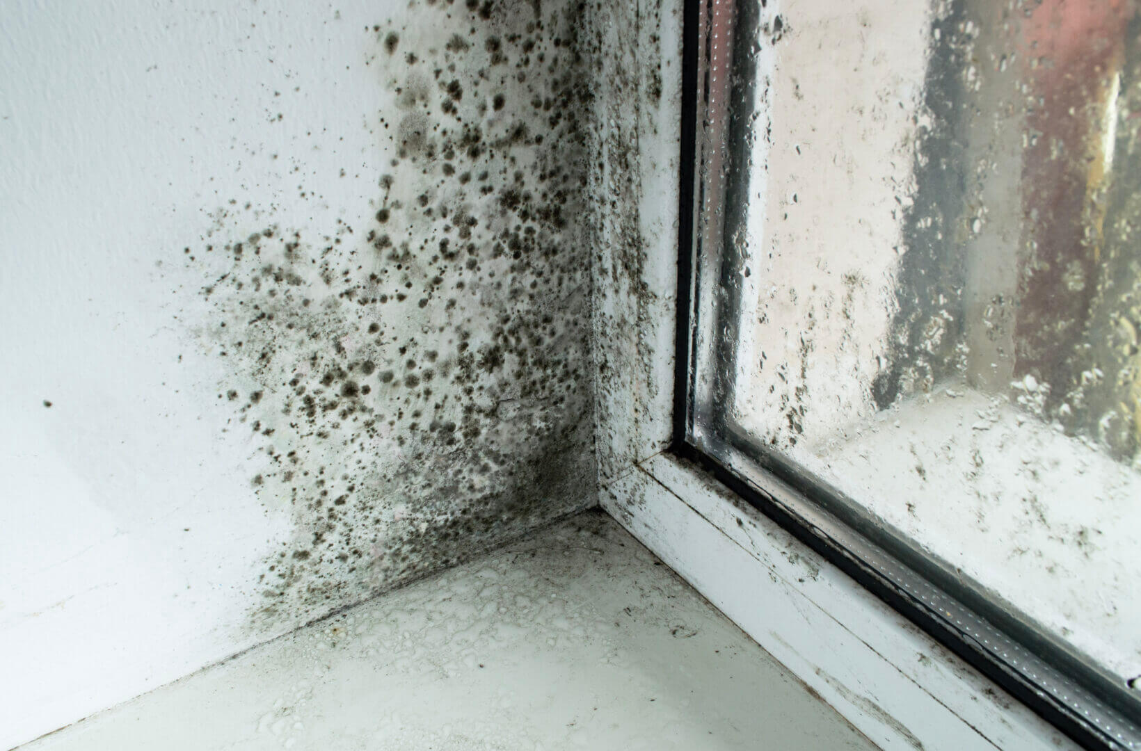 HCL Mold Response image 3