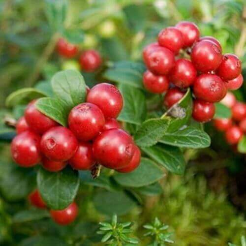 Hypochlorous Food Non Rinse Antimicrobial for fruits, vegetables, seafood and meats image 4